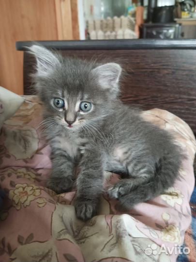 Кошки в добрые руки