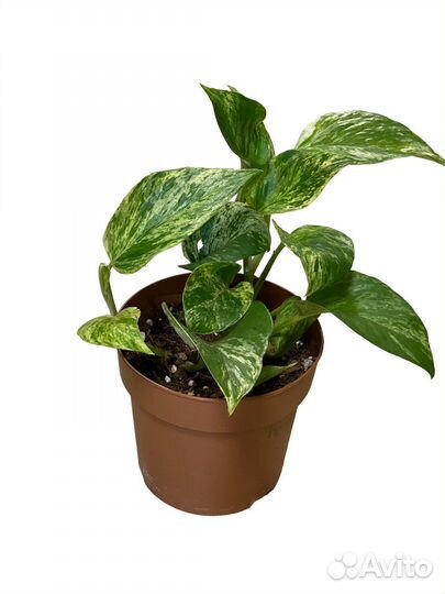 Эпипремнум Марбл Квин