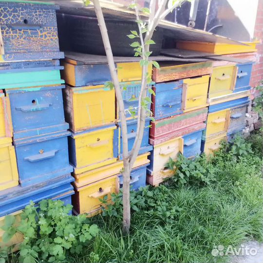 Ульи Рут, Дадан