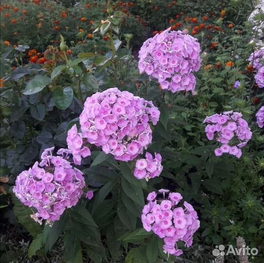 Флоксы многолетние цветы для сада