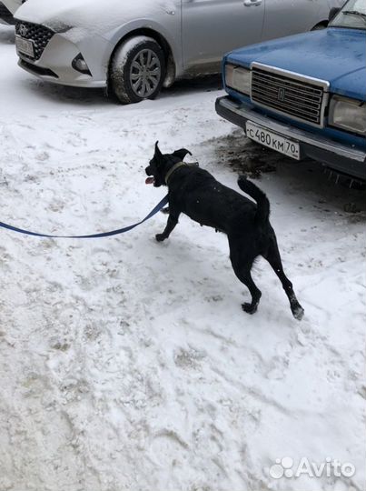Собака в отвественные руки