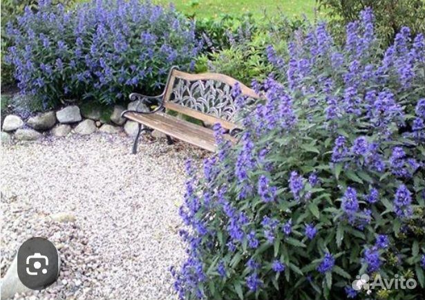 Кустарники и др садовые растения