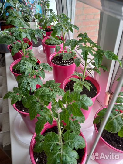 Рассада помидор черри