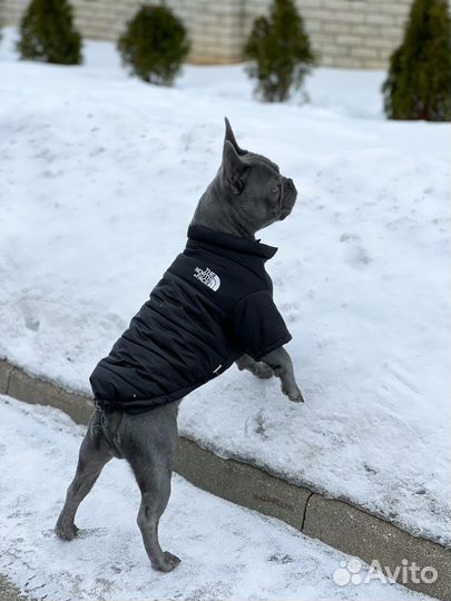 Вязка французский бульдог