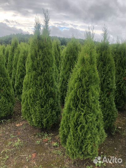 Туи с доставкой