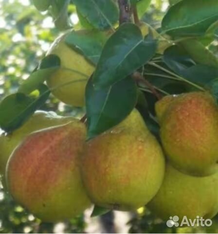 Груши Памяти Яковлева, Чижовская, вишни, черешни