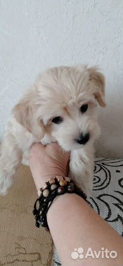 Щенки мальтипу