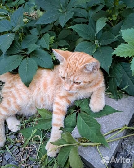 Котёнок бесплатно