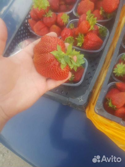 Рассада клубники Азия, Клери, Априка, Альбион