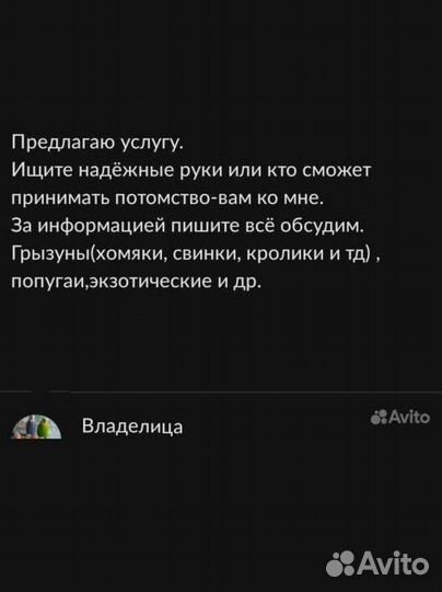 Попугаи корелла птенцы