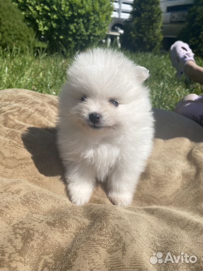 Щенки шпица