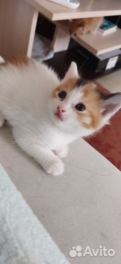 Кошечка