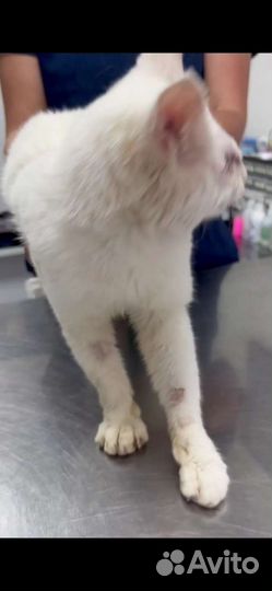 Котик. Найден прооперировали глаза. Подольск