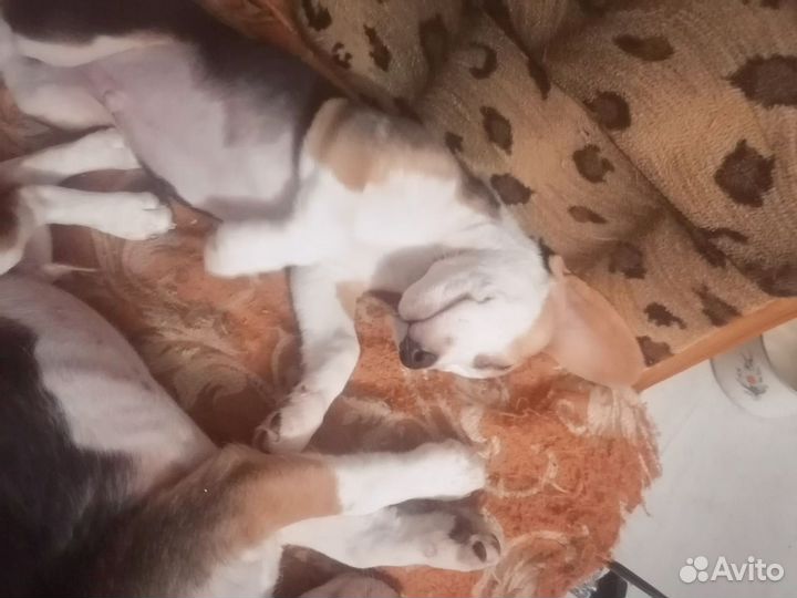 Щенки бигль