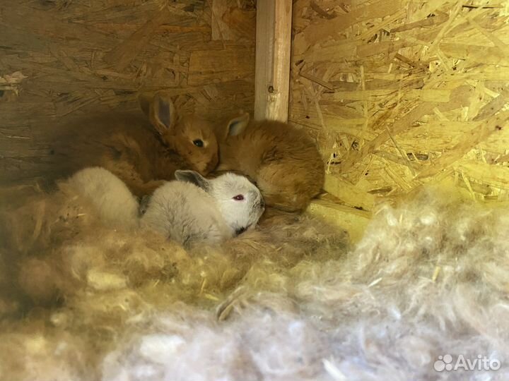 Крольчата