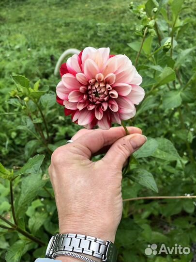 Георгины клубни Арлекин