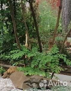 Форзиция, аралия маньчжурская