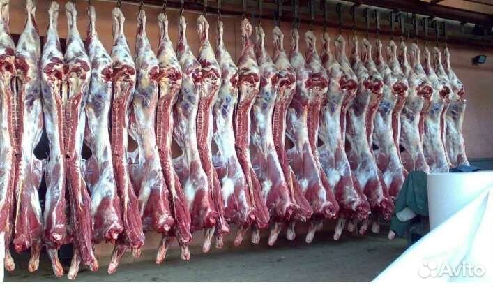 Мясо телятина
