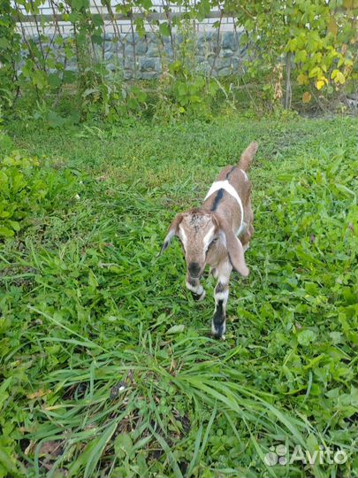 Нубийские козлята