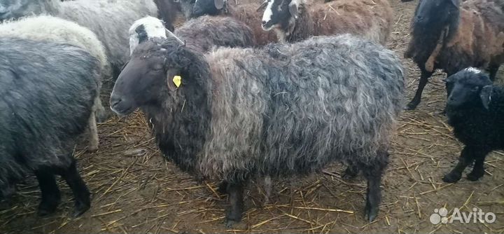Продам племенного барашка