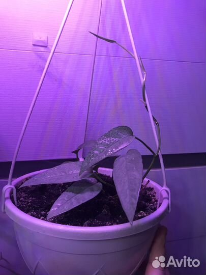 Эпипремнум себу блю