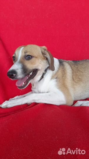 Собаки в добрые руки. Возраст 7 месяцев