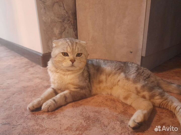 Отдам кота в добрые руки