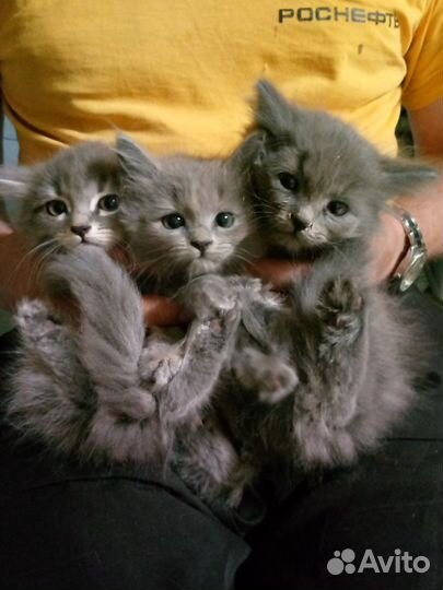 Кошки в добрые руки
