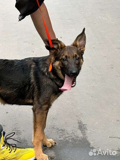 Метис овчарка