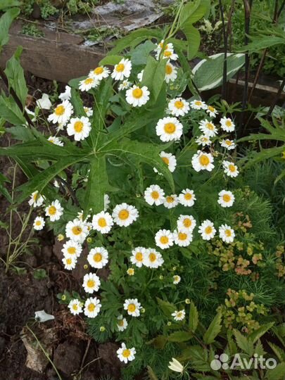 Астильбы,пион, много разных цветов