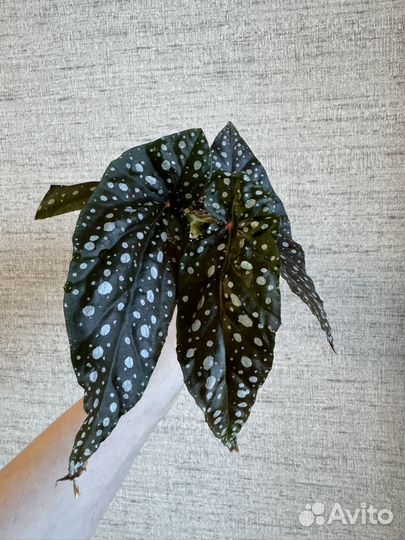 Бегония pseudolubbersil