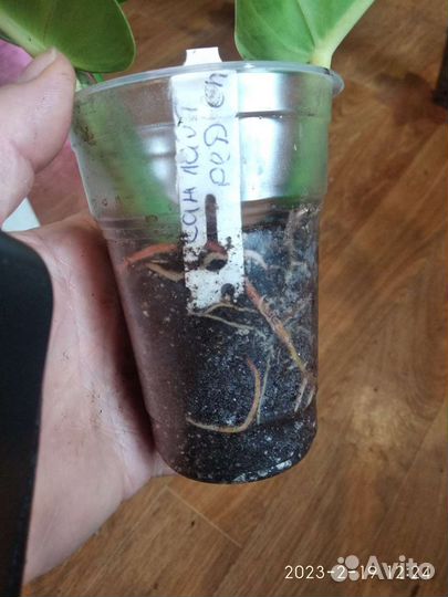 Филодендрон санлайт ред сплеш