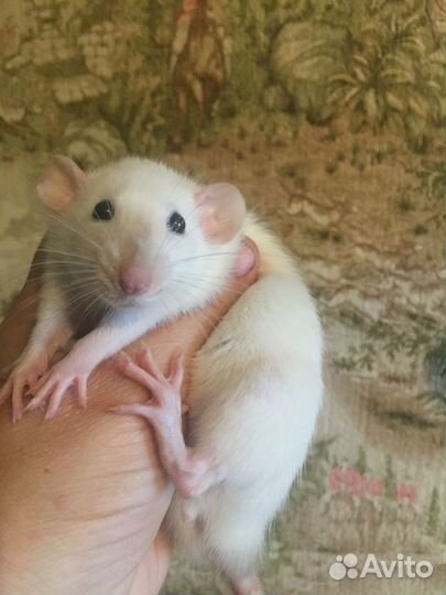 Кудрявые и гладкие сиамские крысята