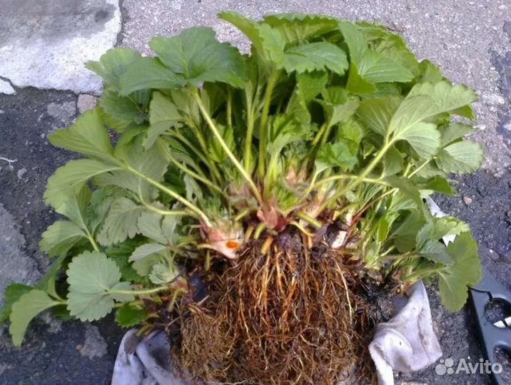 Рассада клубники лучшие сорта