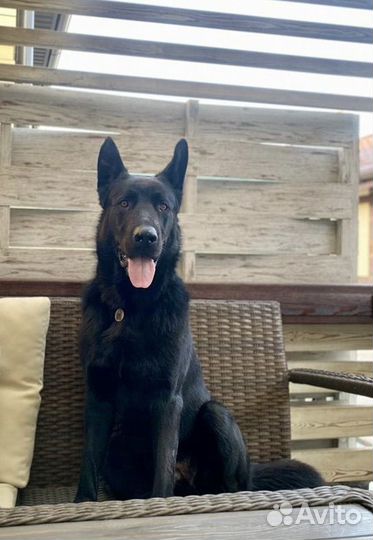 Восточно-европейская овчарка вязка