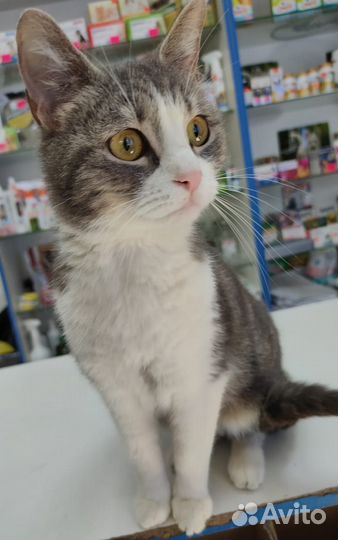 Кошка в дар