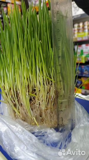 Трава для кошек