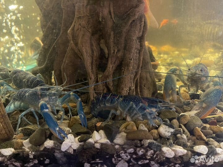 Австралийский красноклешневый рак (аккр)