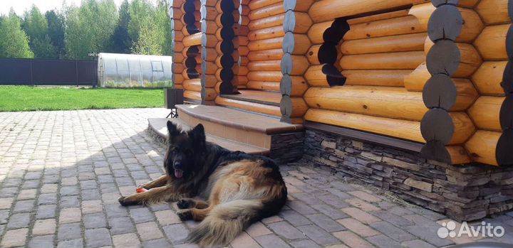 Конопатка Шлифовка Покраска