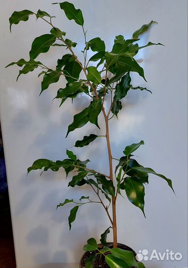 Фикусы,бегония,традесканция