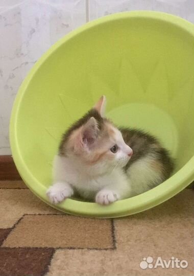 Котята-девчата. 2 месяца. Стерилизация в подарок