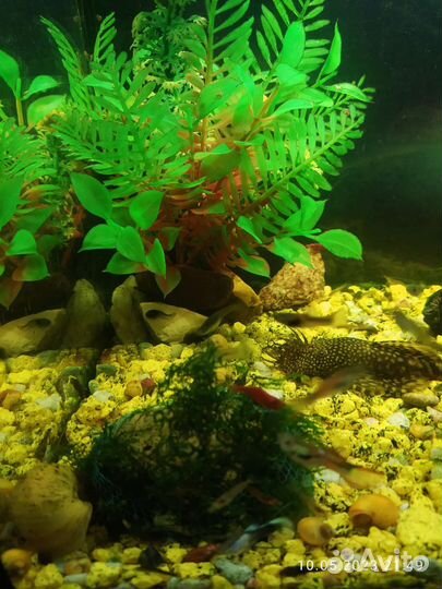 Аквариумные рыбки