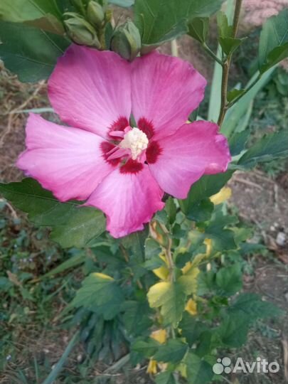 Гибискус Сирийский древовидный