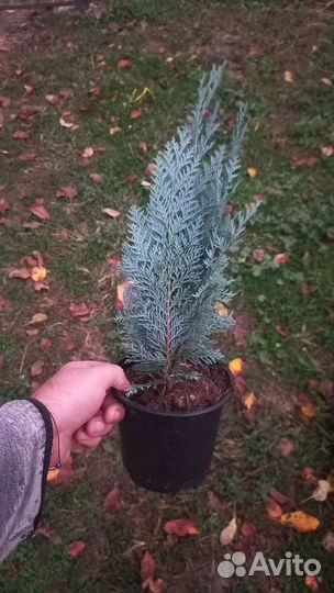 Кипарис