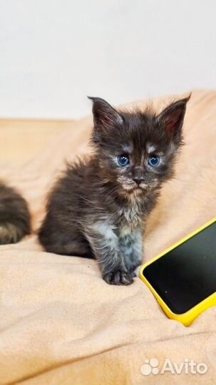 Котята Мэйн кун