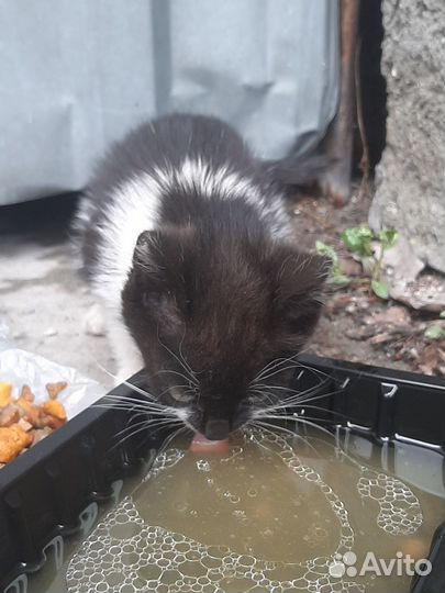 Котята в добрые руки даром девочка