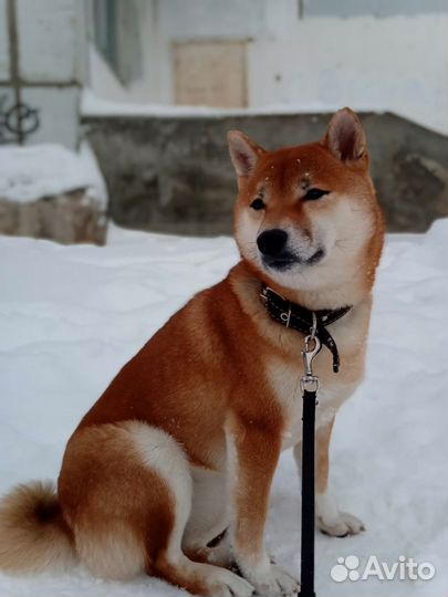 Щенки сиба ину