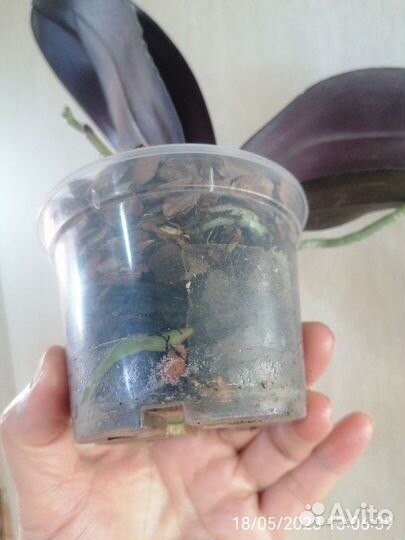 Орхидея Salu's Fragrance