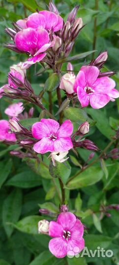 Продам флоксы
