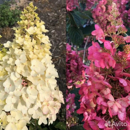 Карликовые гортензии